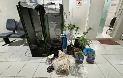 Homem é preso com plantação de maconha em Fernando de Noronha