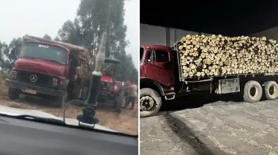 Ladrões de árvores são presos cortando floresta de eucalipto no PR
