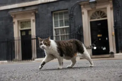 Larry, o gato, recebe sétimo premiê em Downing Street: Andy Burnham