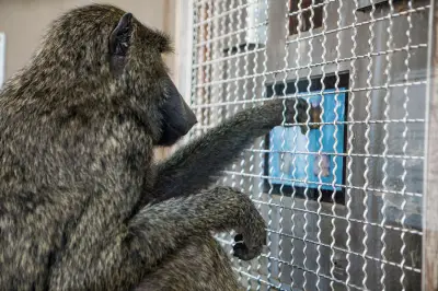 Macacos demonstram compreensão de geometria, desafiando noção de exclusividade humana