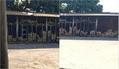 Madeireira multada em R$ 4,8 mil por vender madeira nativa sem DOF em SP