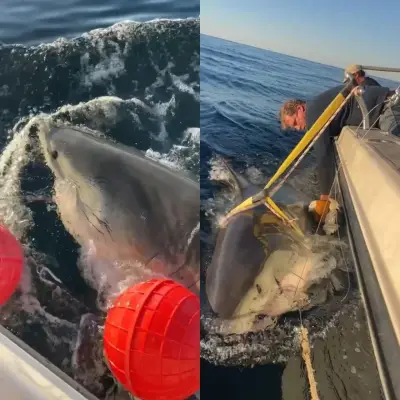 Maior tubarão-branco do Atlântico se aproxima de Cape Cod