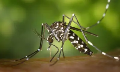 Mosquito da dengue pode aprender a ignorar repelente, aponta estudo francês