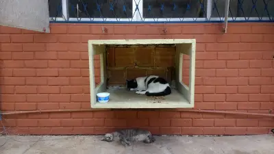MPT recomenda que UFPB impeça acesso de gatos a ambientes internos em 180 dias