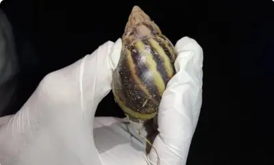 Mutirão do ICMBio em Noronha para capturar caramujo-africano