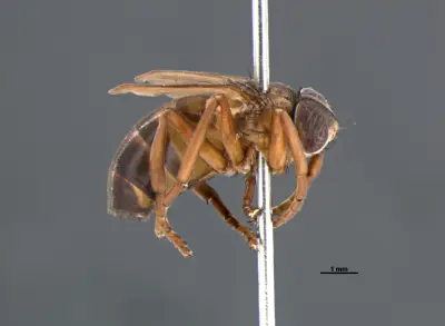 Nova mosca intriga cientistas ao viver em ninhos com 1 milhão de vespas