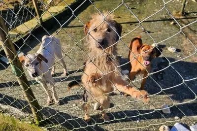 Nove cães resgatados de maus-tratos em sítio em Santos; homem preso e multado em R$ 27 mil