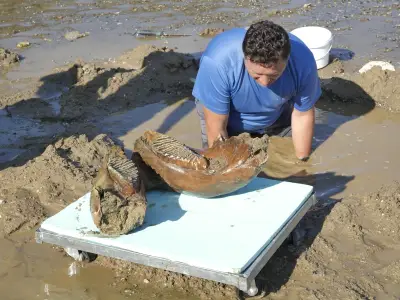 Ossos de mamute da Era do Gelo expostos pelo baixo nível do Danúbio na Bulgária