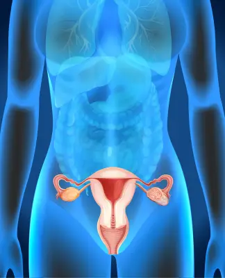 Ovários pós-menopausa ganham funções imunológicas, revela estudo