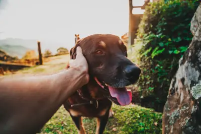 Personalidade canina: 4 tipos revelam quão sociável é seu cão