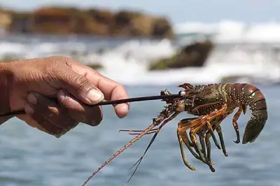 Pesca de lagosta com compressor: violação de direitos humanos no RN
