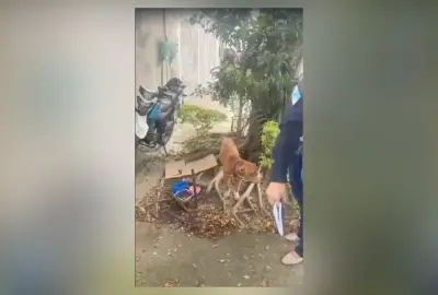 Pit bull acorrentado a árvore é resgatado na Zona Norte do Rio