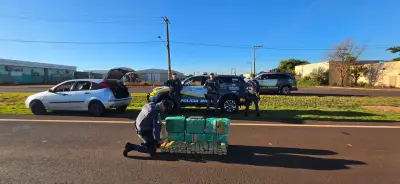 Polícia apreende 152 kg de maconha em Tarumã; motorista preso