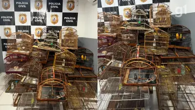 Polícia apreende 28 aves silvestres em cativeiro irregular na Grande São Luís