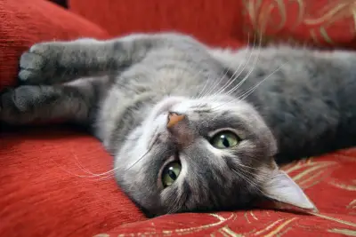 Por que gatos dormem sobre roupas dos donos? Veterinários explicam