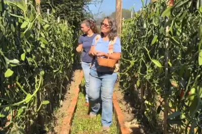 Produtora cultiva baunilha de R$ 6 mil/kg no Cerrado com polinização manual