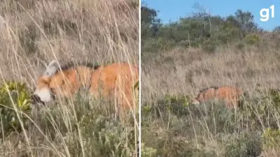 Registro raro flagra lobo-guará da nota de R$ 200 se alimentando em cânion no RS