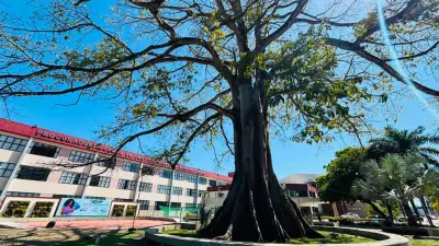 Samaúma centenária em Macapá é tombada pelo governo do Amapá