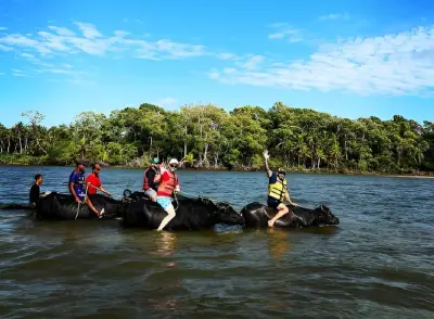 Soure: ecoturismo em manguezais e búfalos no Marajó
