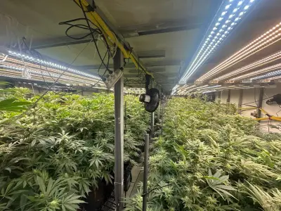 STF sobre maconha: tráfico cresce 18,5% e posse cai 18,3%