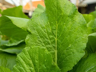 Suco verde de folha de mostarda e limão: benefícios e receita fácil