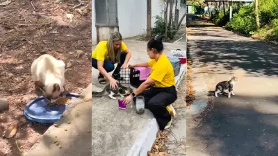 Teresina inicia castração de animais de rua com devolução ao local de origem