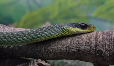 Três serpentes são encontradas em creche de Rio Branco; ninguém se feriu