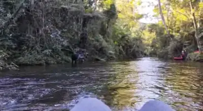 Turista chora ao flagrar anta bebendo água em rio de parque em SP