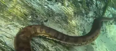 Turistas mergulham ao lado de sucuri gigante em Bonito