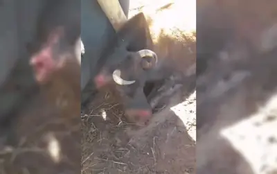 Vaca morre após suposto ataque de pit bull em Bauru; tutora registra BO