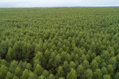 Vibra investe R$ 45 milhões em posto para maior fábrica de celulose do mundo