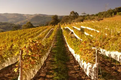 Vinhos de inverno: técnica brasileira ganha destaque e 2,5 mi de garrafas por safra