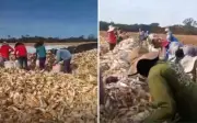 55 trabalhadores resgatados de trabalho análogo à escravidão em Goiás