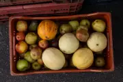Abacate pode aumentar longevidade; veja receitas com a fruta
