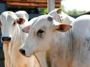 Abate de bovinos cresce 5,7% no Acre no 1º semestre de 2026