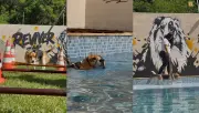 Academia para cães em Sorocaba atrai pets atletas e sedentários