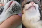 Acne felina: causas, tratamento e prevenção explicados por veterinário