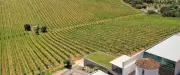 Adega Monte Branco: vinhos frescos do Alentejo chegam ao Brasil