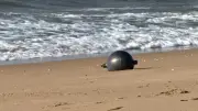 Agência Espacial Australiana identifica origem de misteriosas bolas de metal em praia