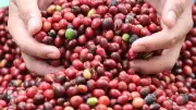 Agricultores familiares de Silves iniciam 2ª safra de café robusta