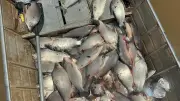 Amapá tem 28,7 mil pescadores artesanais registrados, aponta RGP