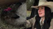 Ana Castela ganha coelha de fãs e gera debate sobre presentear animais