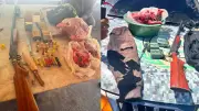 Animais silvestres abatidos em freezer; homem preso em Teresina