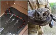 Animais são resgatados de armadilhas de cola em Jundiaí