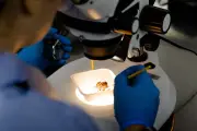 Anvisa autoriza Flyttr a produzir mosquitos com Wolbachia contra dengue