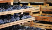 Appassimento: a técnica que produz vinhos intensos como Amarone