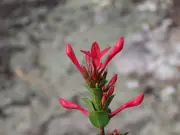 Após 12 anos, cientistas identificam nova espécie de planta e gênero inédito no Brasil