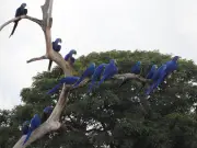Arara-azul-grande volta à lista de espécies ameaçadas de extinção