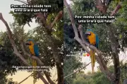 Arara que 'dá tchau' viraliza em praça de São Gabriel do Oeste (MS)