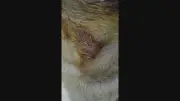 Ataque de pit bull causa briga generalizada em BH; seis foram à delegacia
